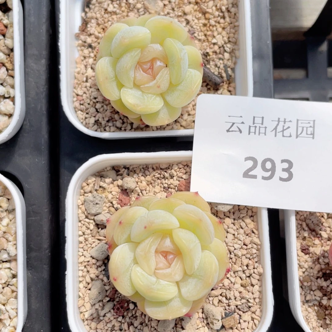 293号糖心冰心珍妮 白恋2