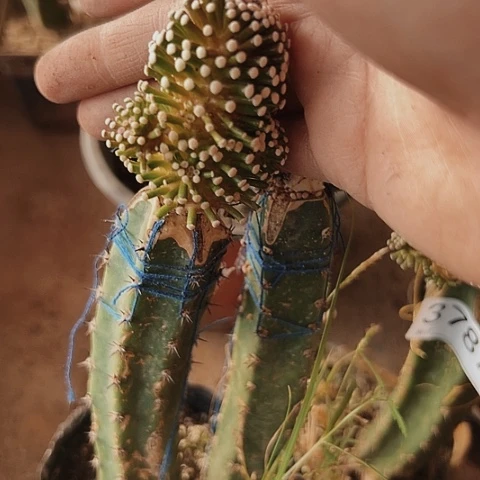 3791松针仙人球的特点是