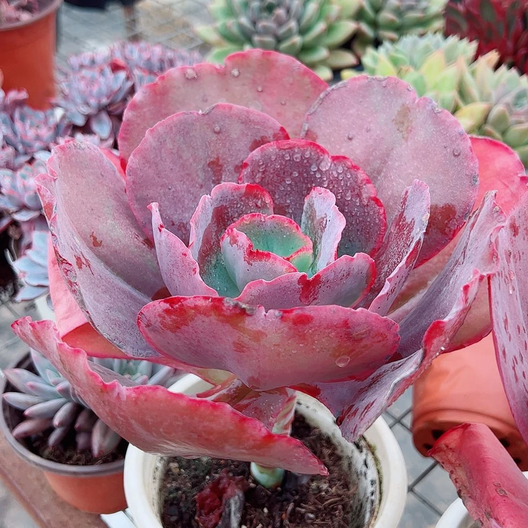 天空之城大单头精品贵货