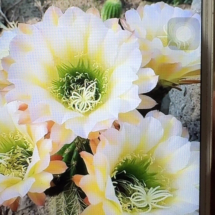 六月五侧芽5公分左右毛花柱（20包邮）