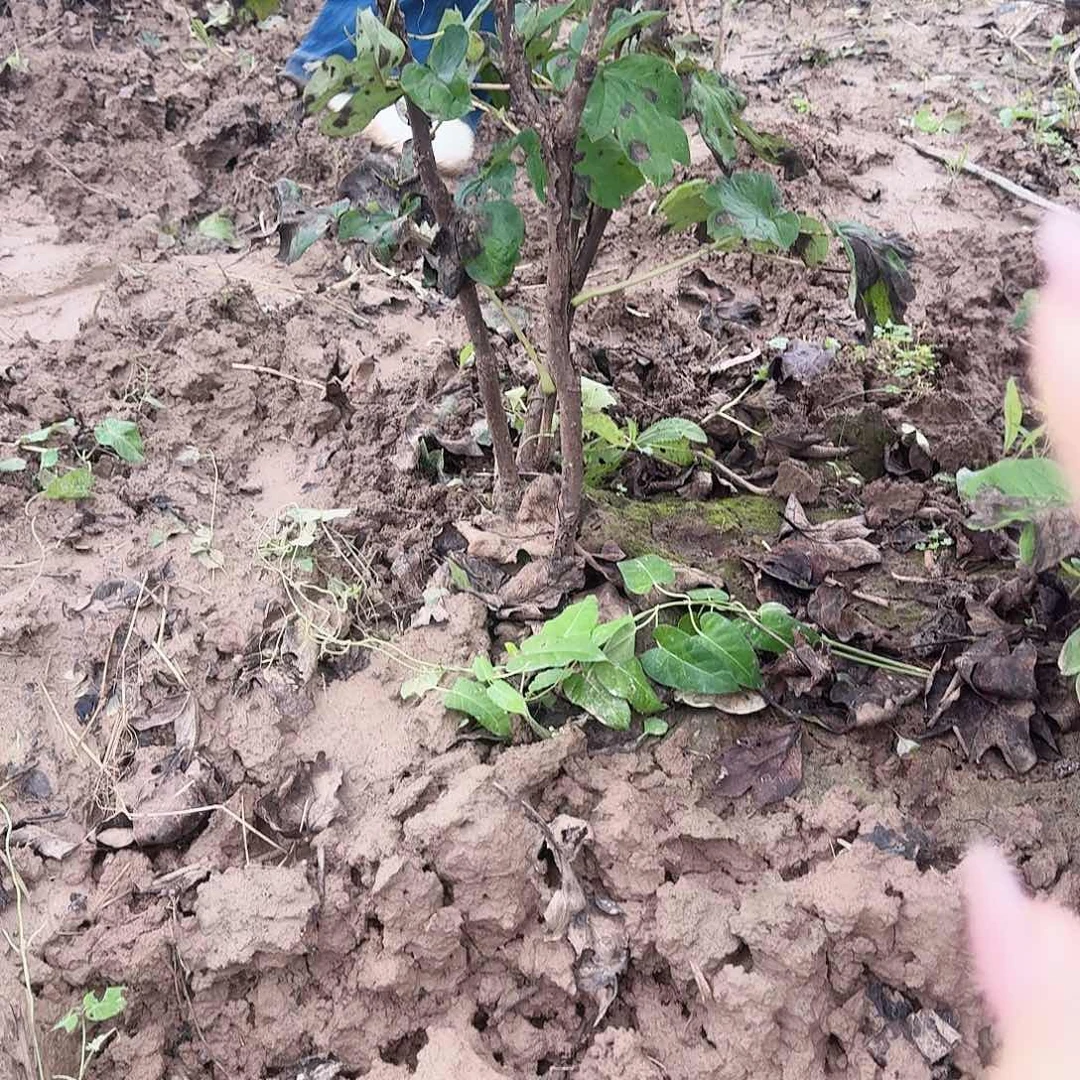 无花朵皇冠岛津首案红各一颗1111111111