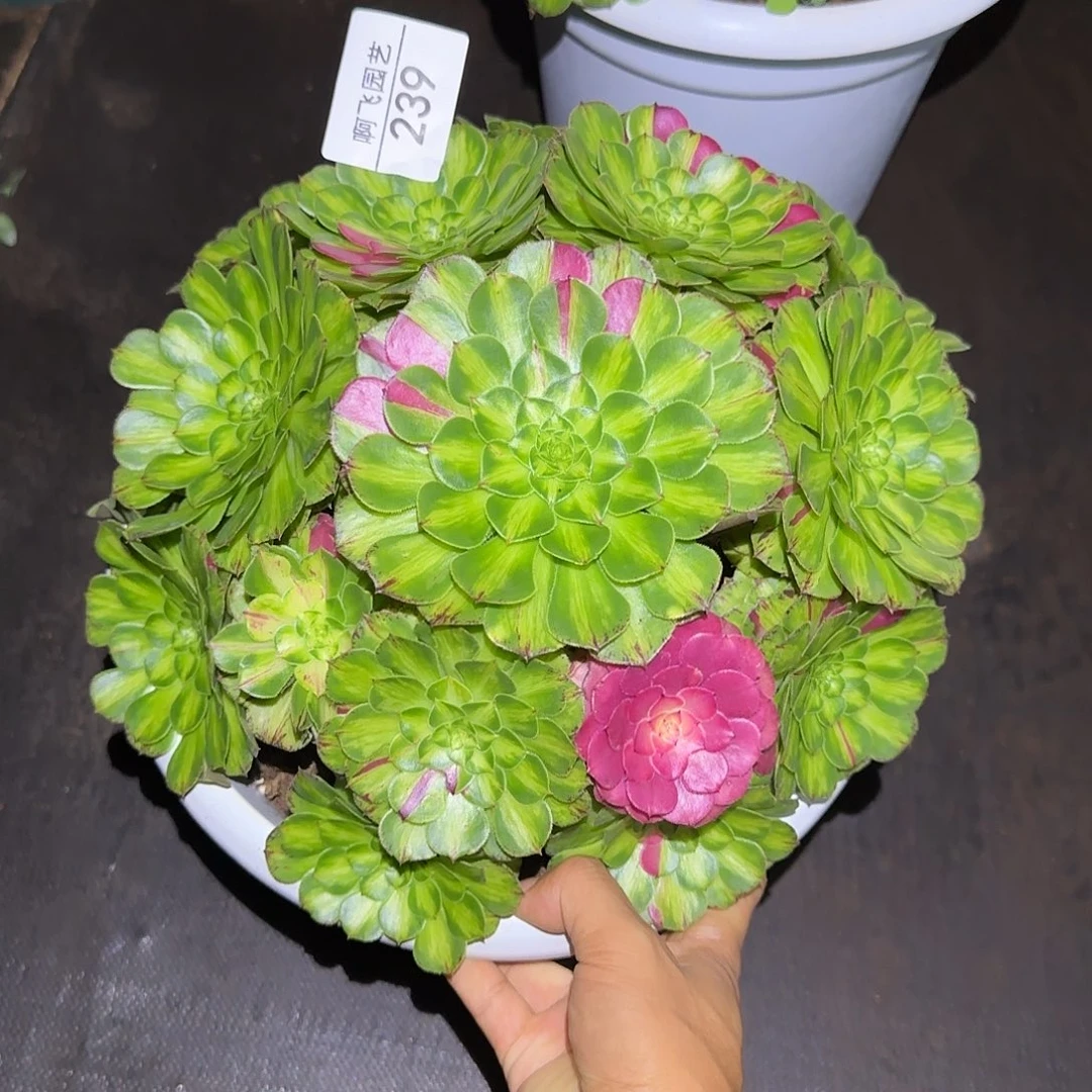 239多肉 知否福利法师