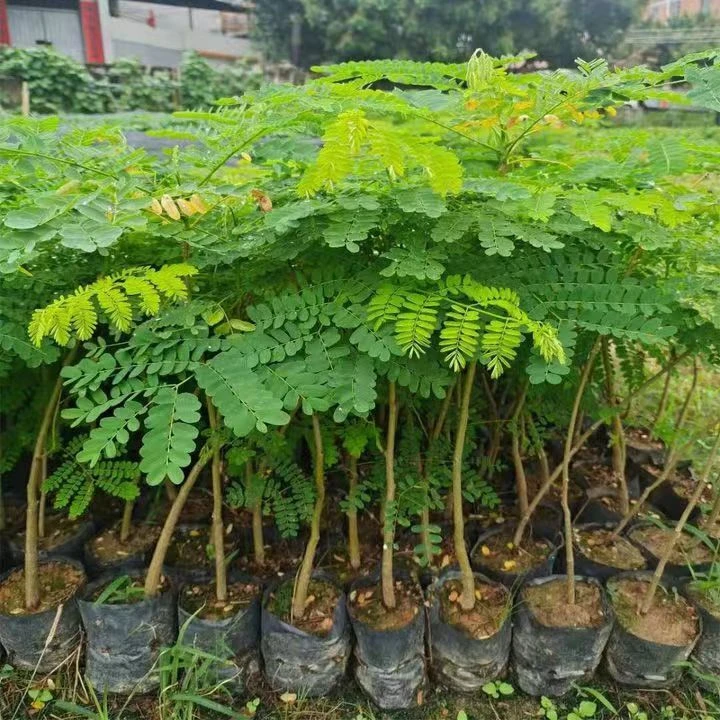 红花楹苗夏季开花凤凰木可庭院盆栽地栽带土带叶发货