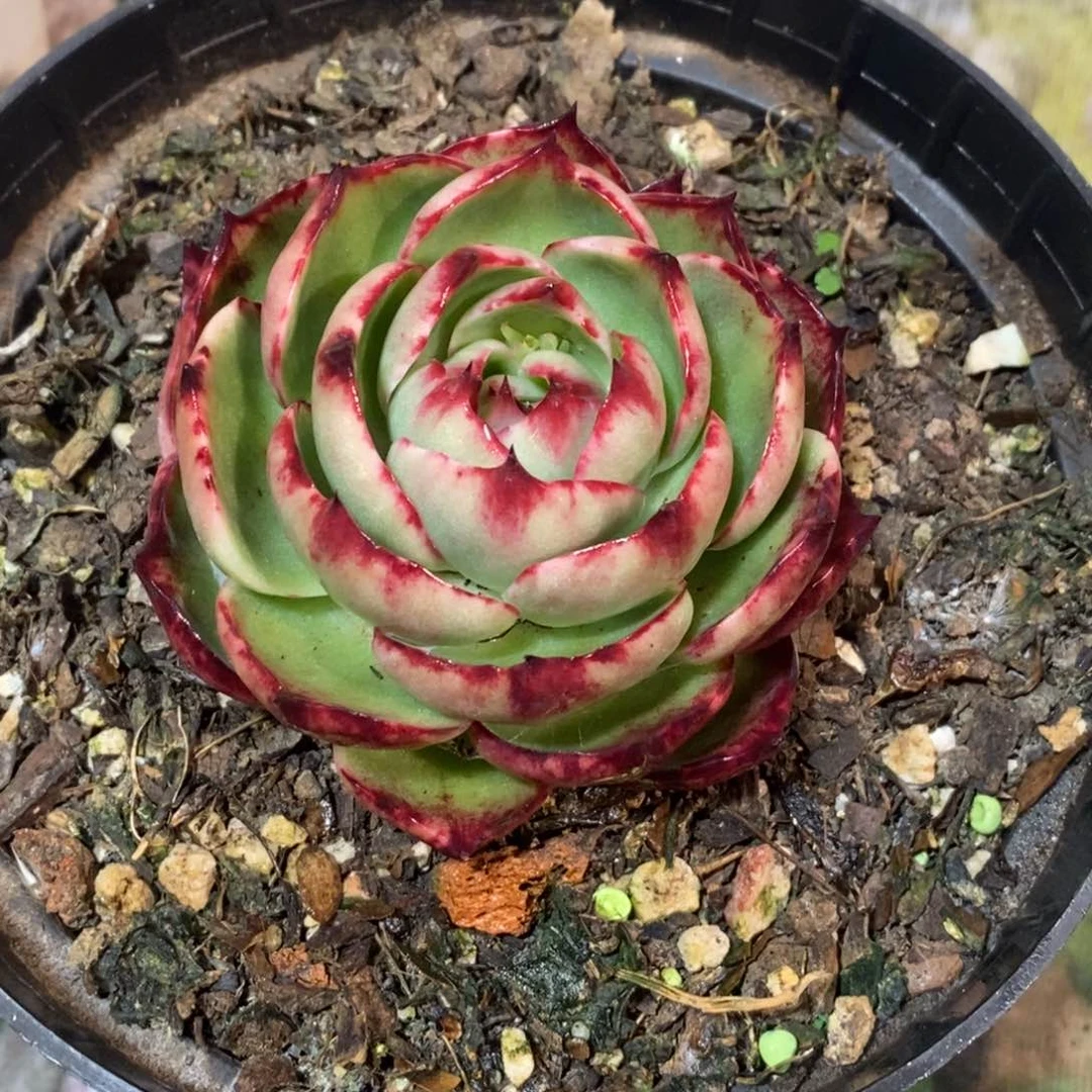花*子花朵子 多肉植物
