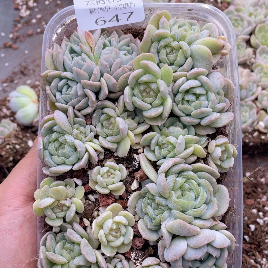 闻***?云糖心多肉植物647