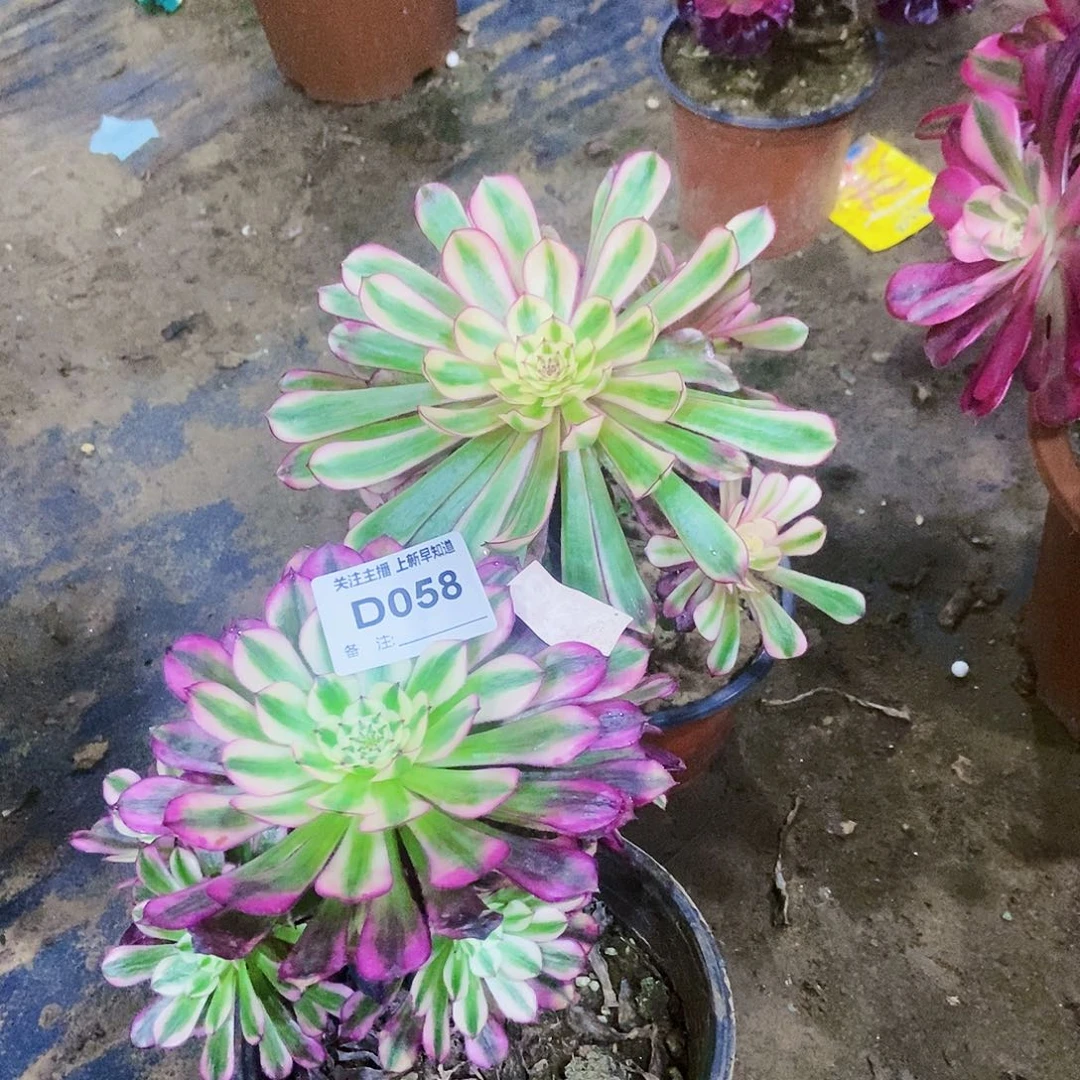 魏****店多肉58000000000