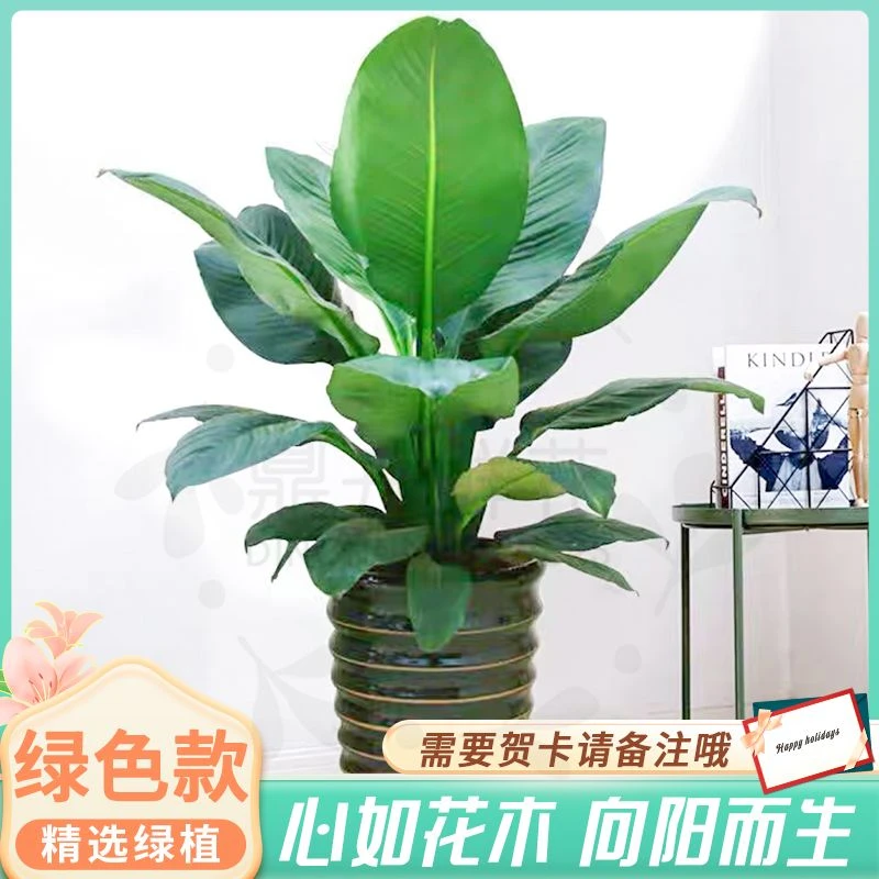 【绿植盆栽】天堂鸟大型室内盆栽净化绿植一盆(130-150cm）