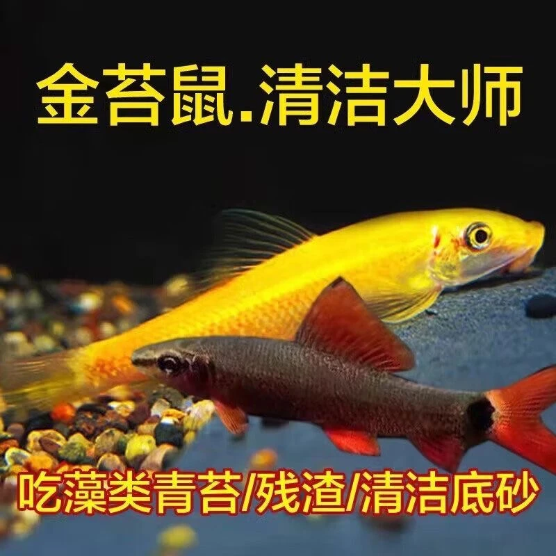 金苔鼠鱼清苔鼠泥鳅观赏鱼清道夫彩虹鲨鼠鱼鱼缸金鱼鱼清洁鱼小鱼