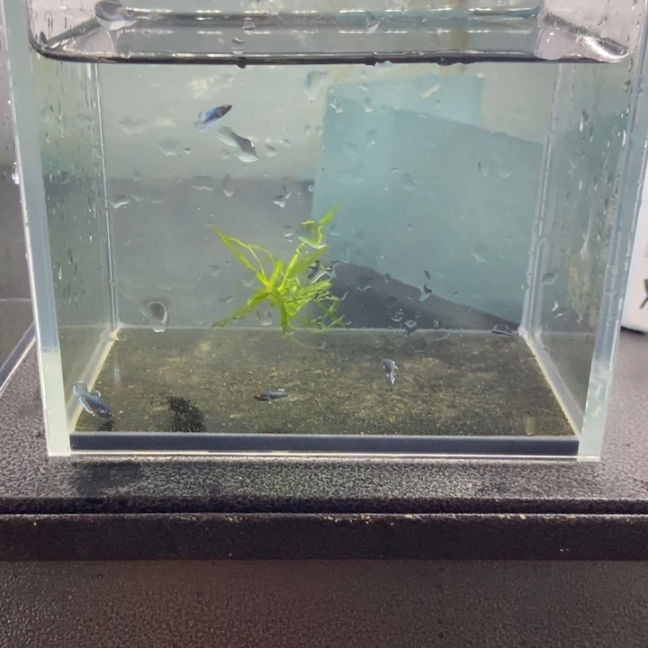 斗鱼包活不包损所见即所得137