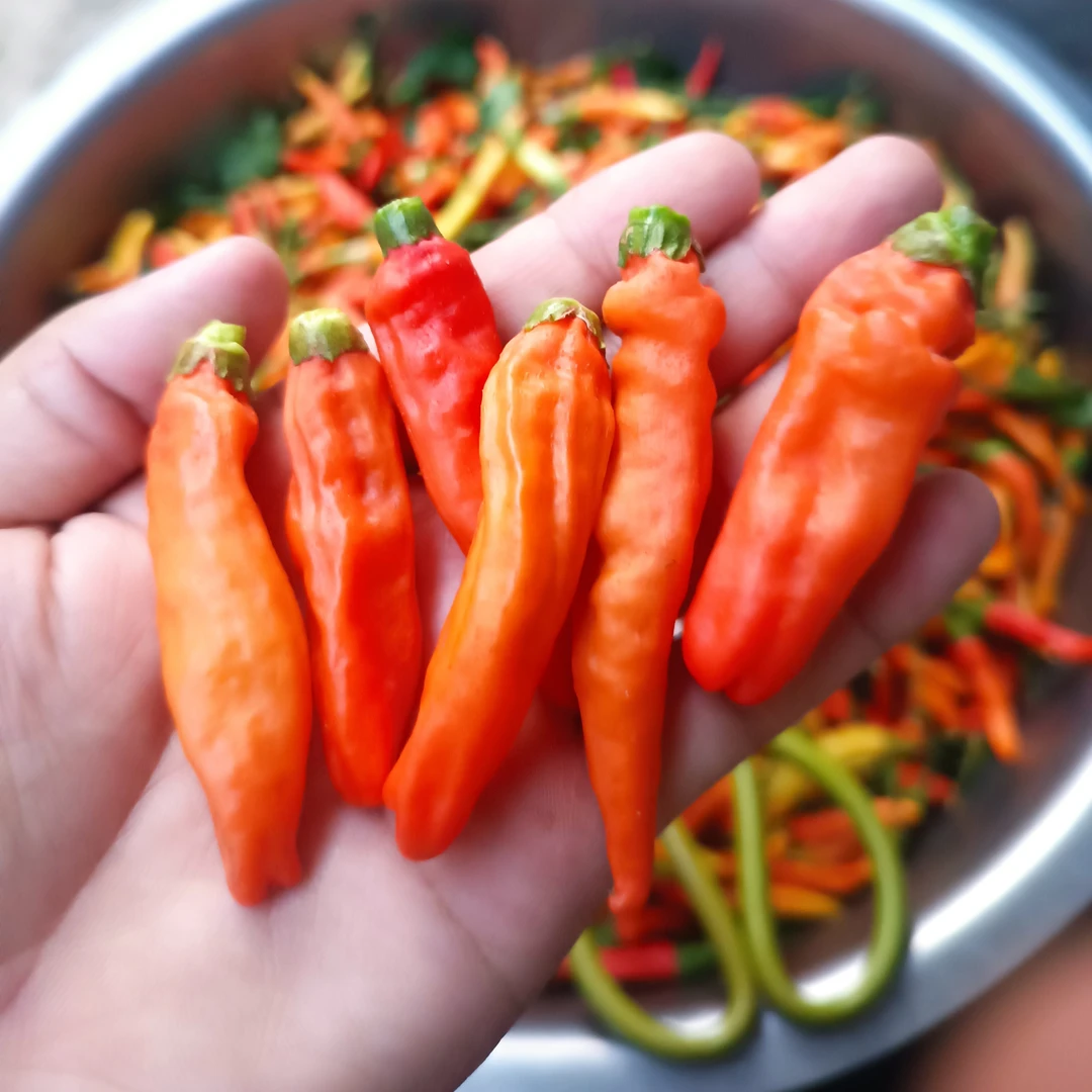 江西本地野山椒 辣劲十足 现摘现发 鲜食 晒辣椒干 做泡椒