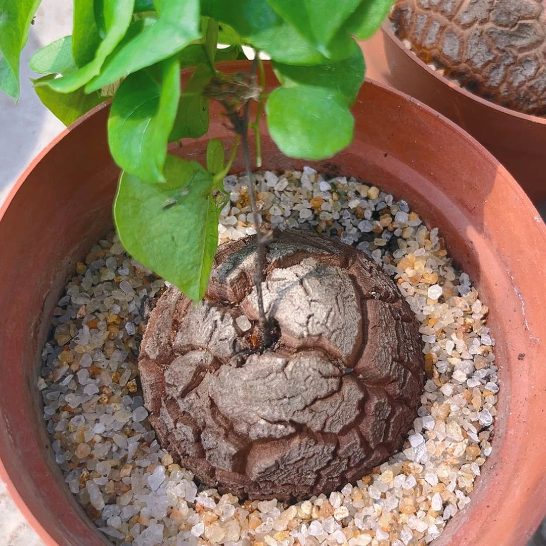 潮流植物优选深裂纹，