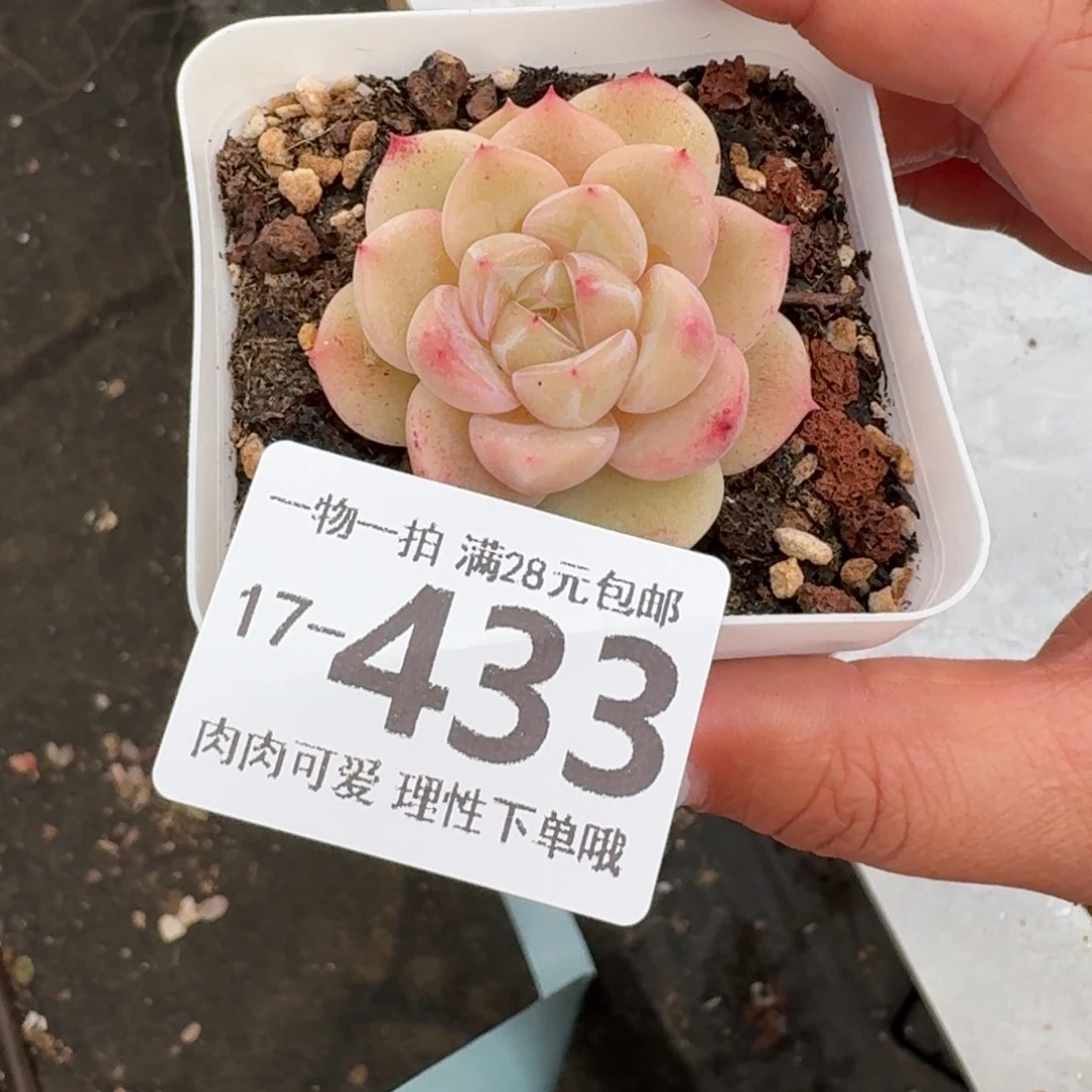 璇玑无盆土发货无