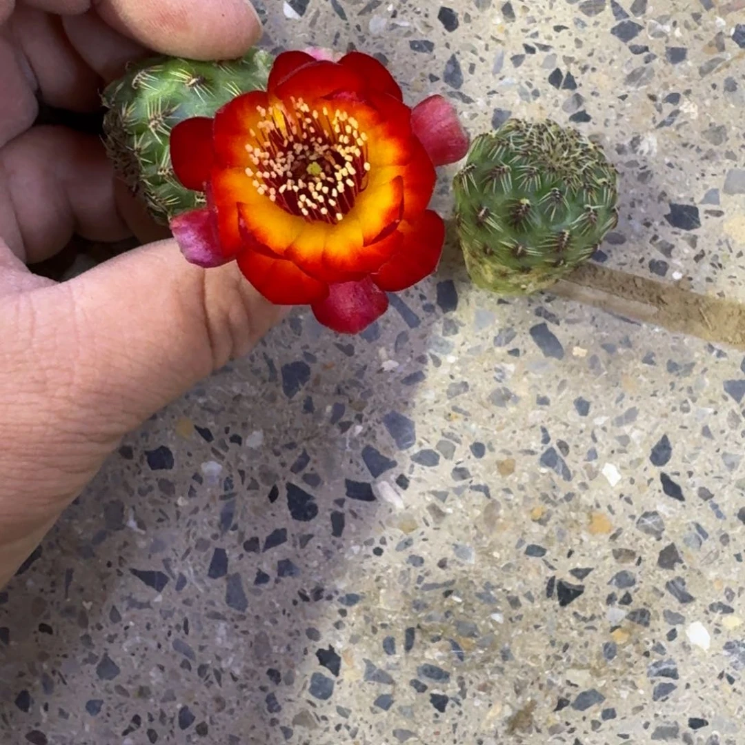 209勾宝火焰2个很小2公分左右，20包邮