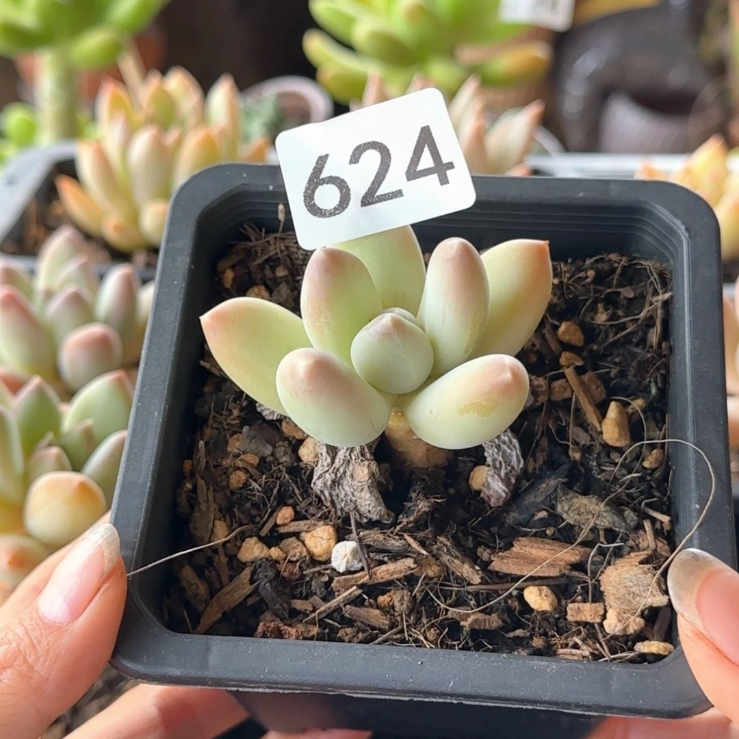624号 一物一拍 一物一拍
