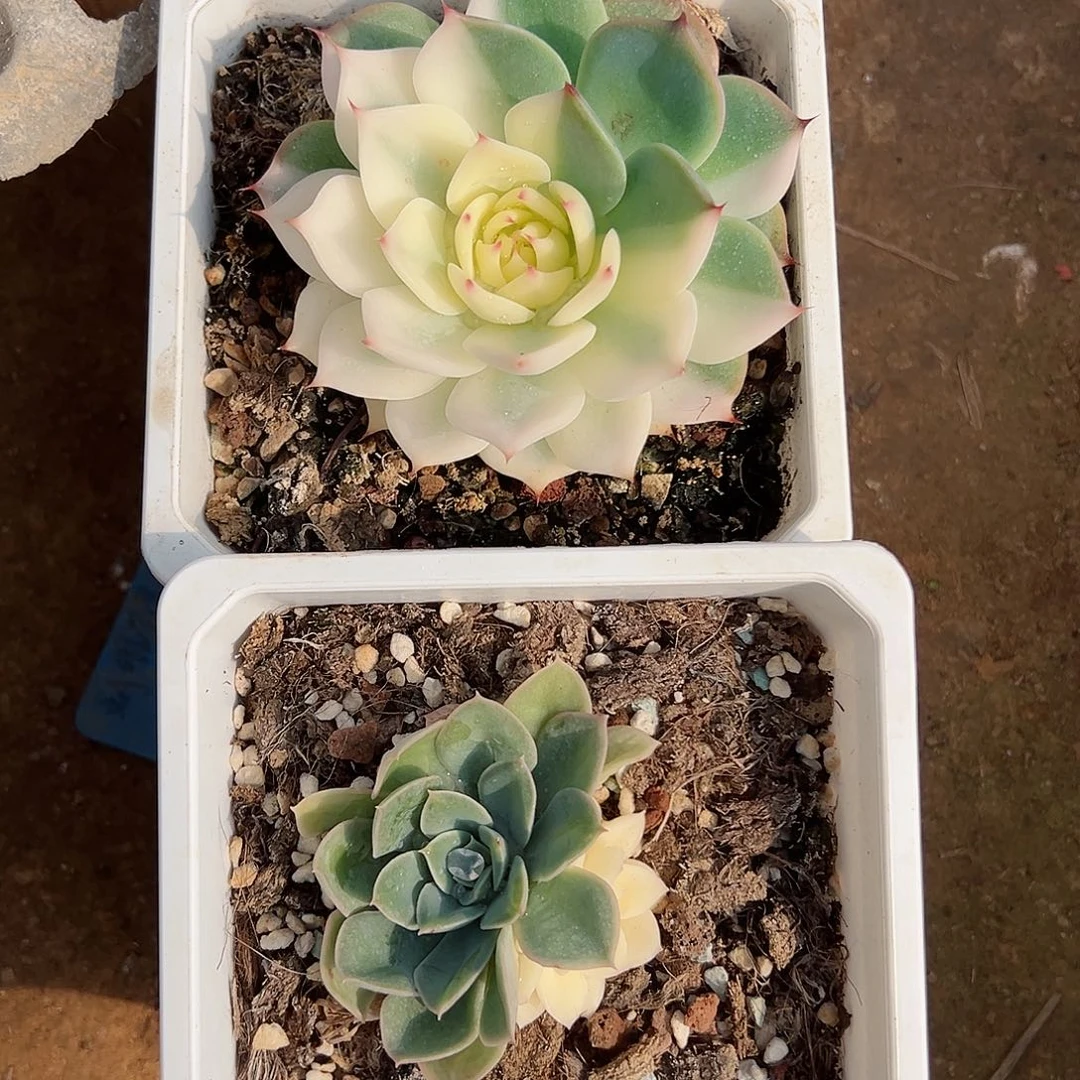 绅**雨吉娃娃锦加月亮锦