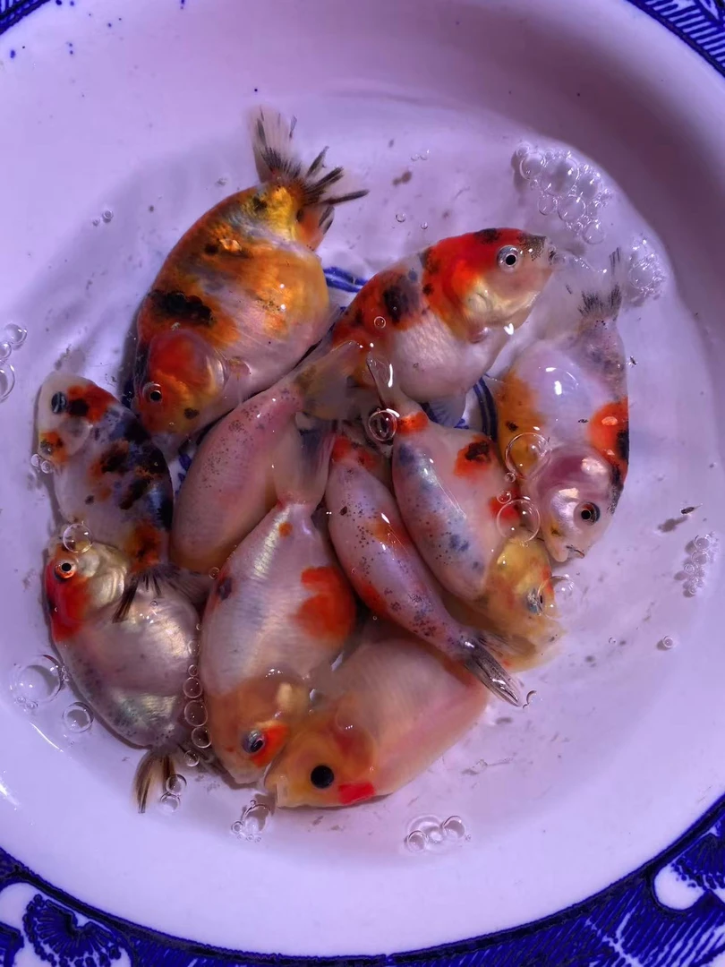 小型观赏鱼兰寿泰狮金鱼活体冷水鱼