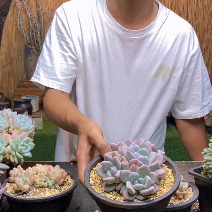 啦***啦805号香橙多肉植物
