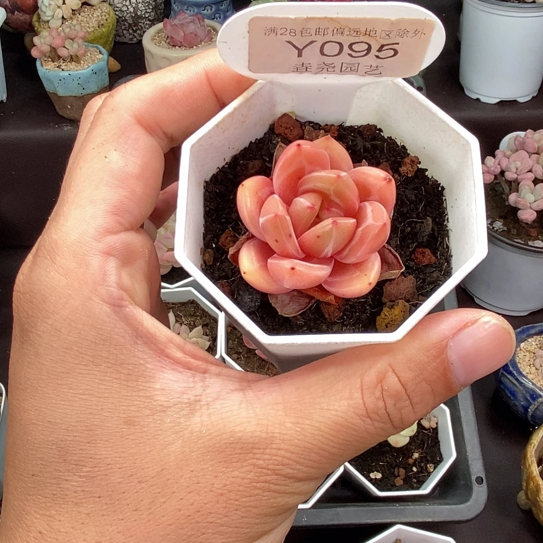 0095 Q橙 3.5cm 单头