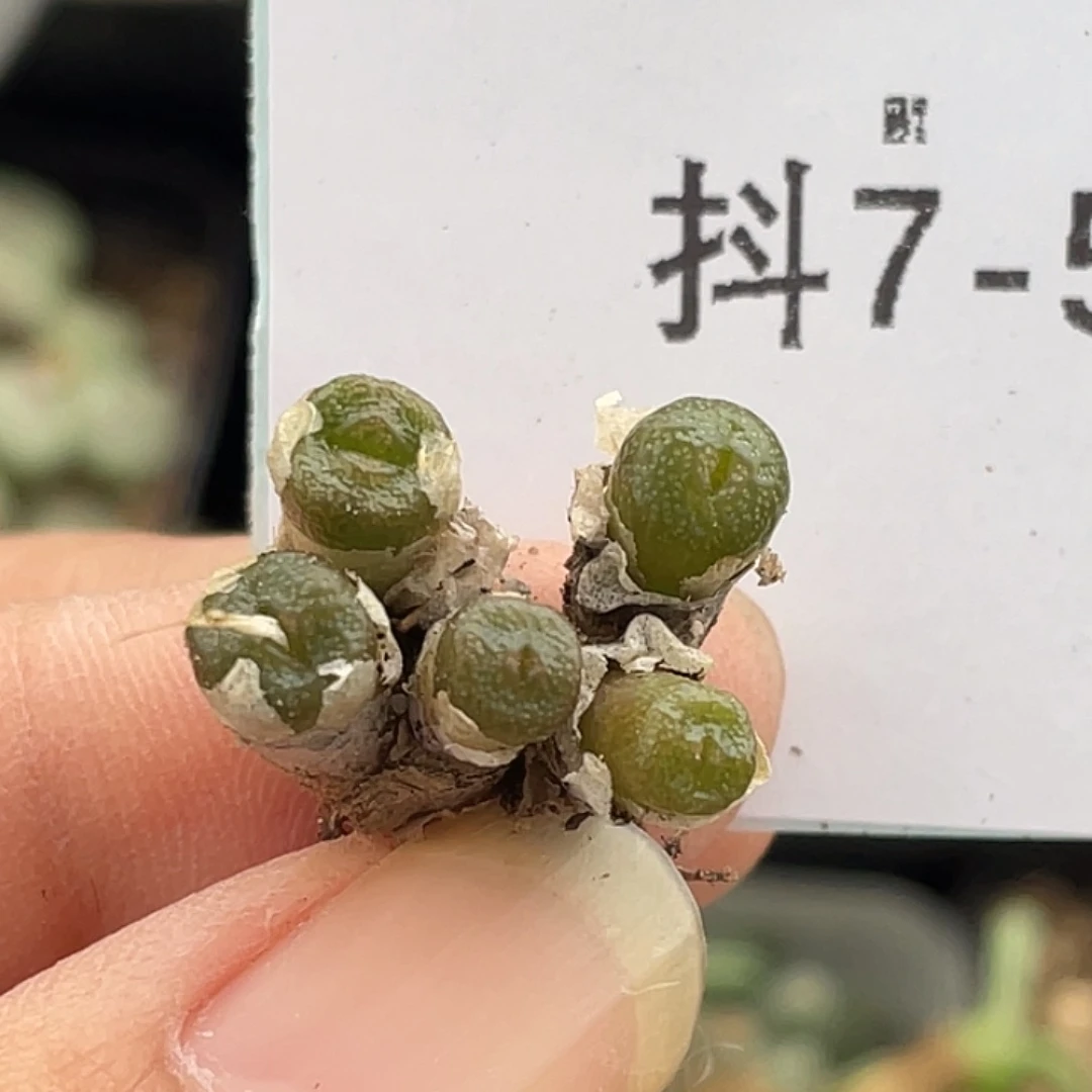 7-5方糖多肉植物肉锥