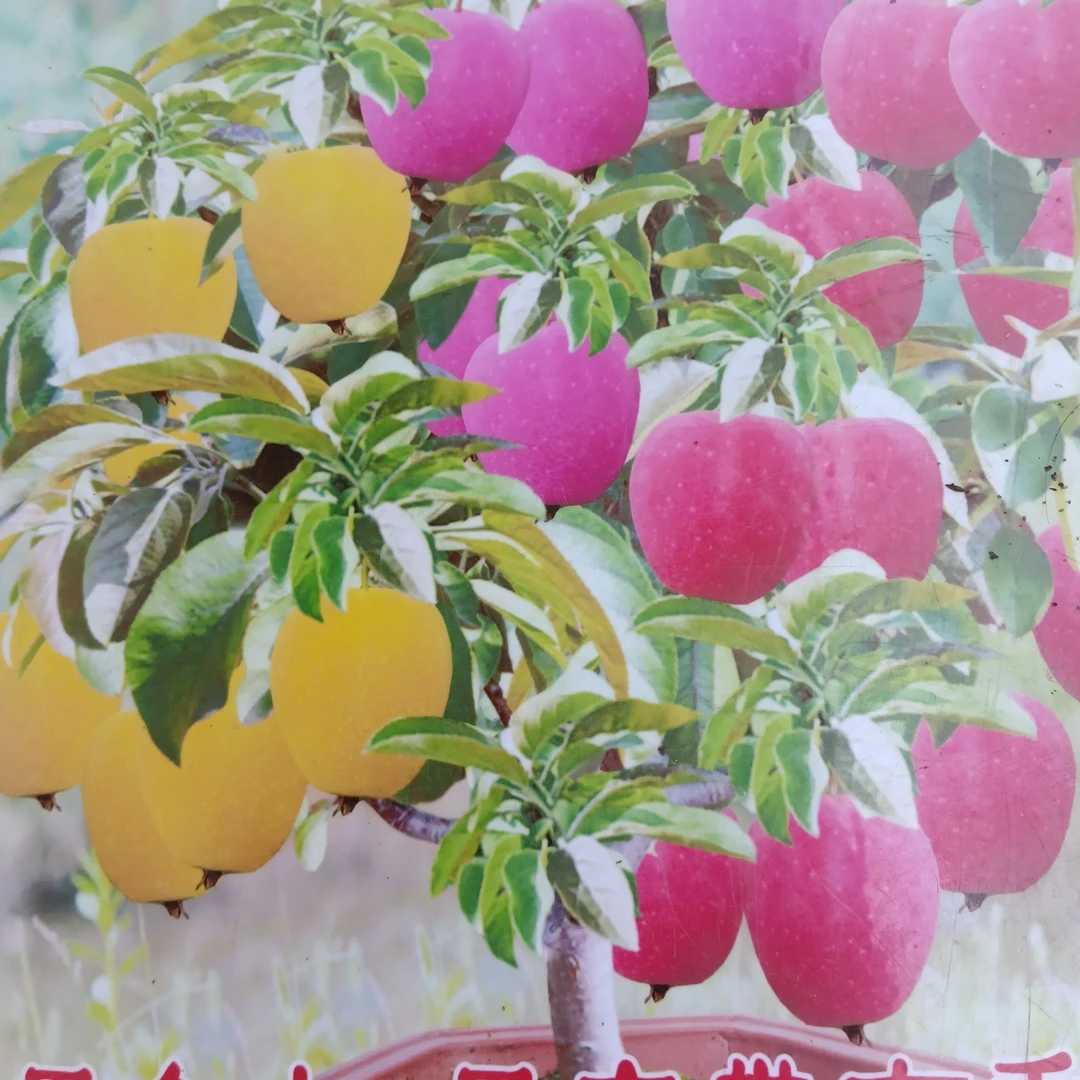 锦绣海棠苗盆栽地栽南北方种植带土带花芽当年种植当年结果
