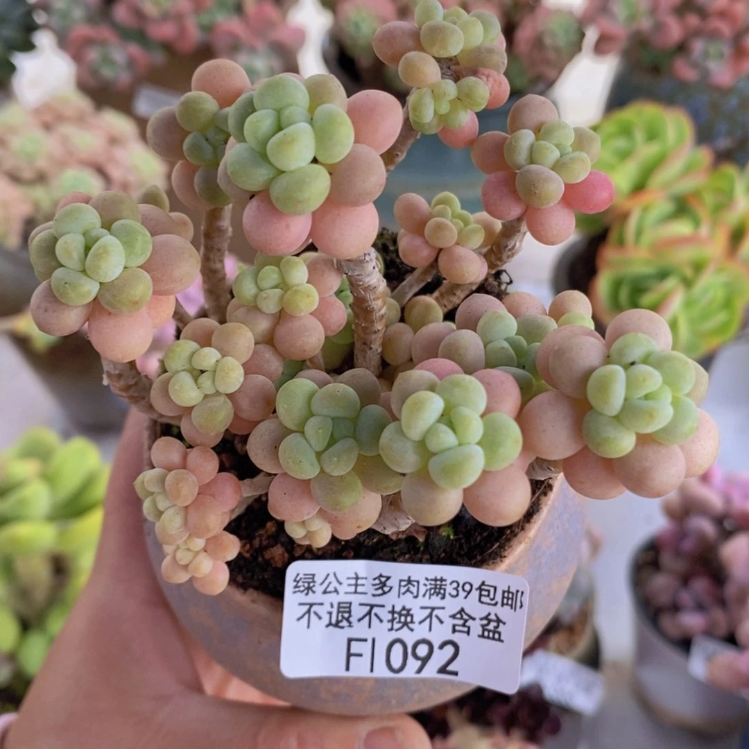 花朵鱼子酱老桩8cm1092多肉植物