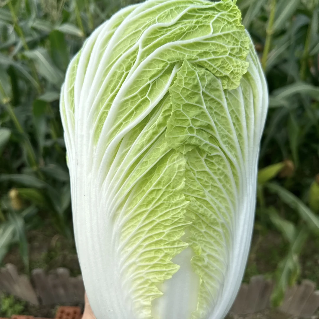 【趣宠迷棕198060】童装专拍链接（剪标介意勿拍！）