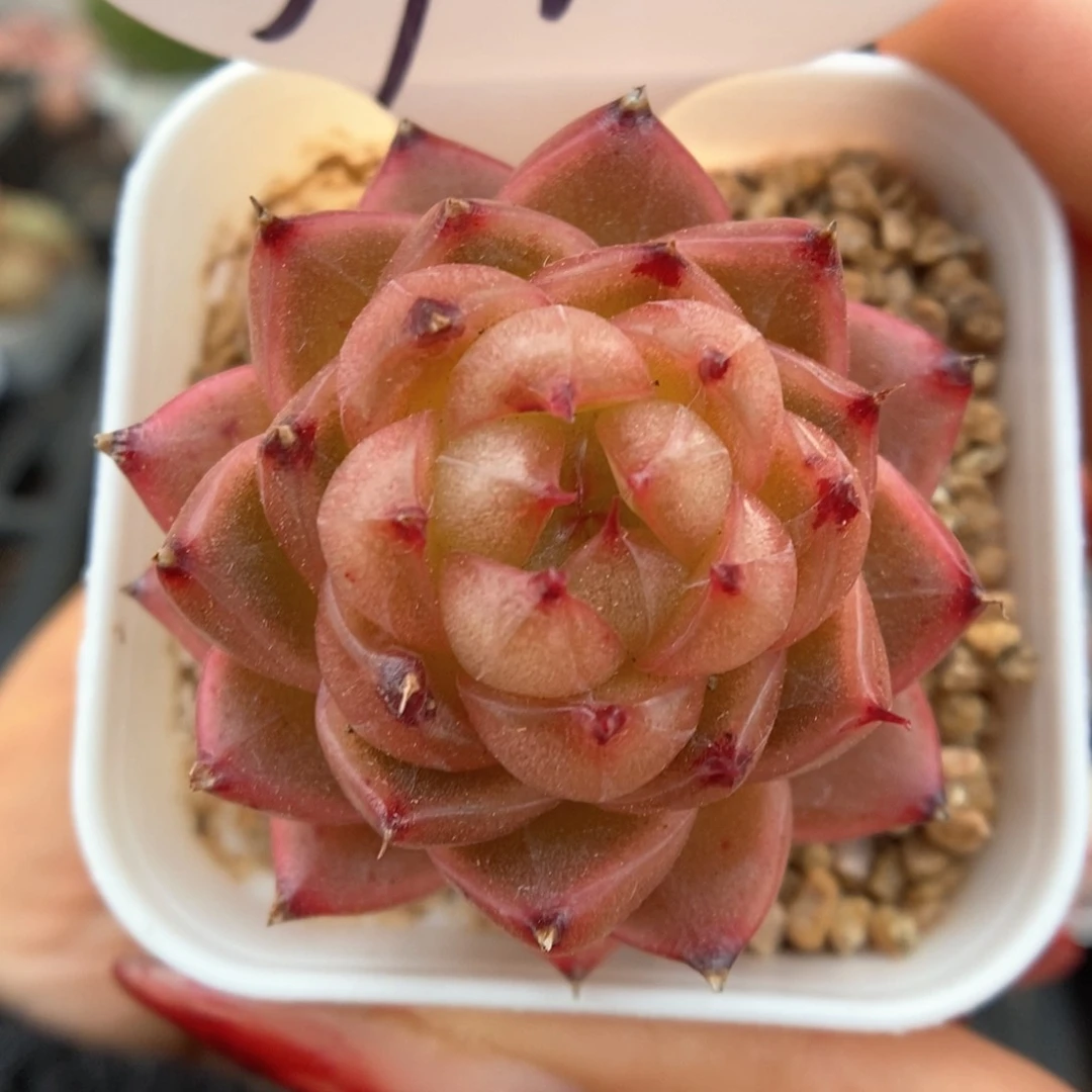 润玉珍妮可拍396号