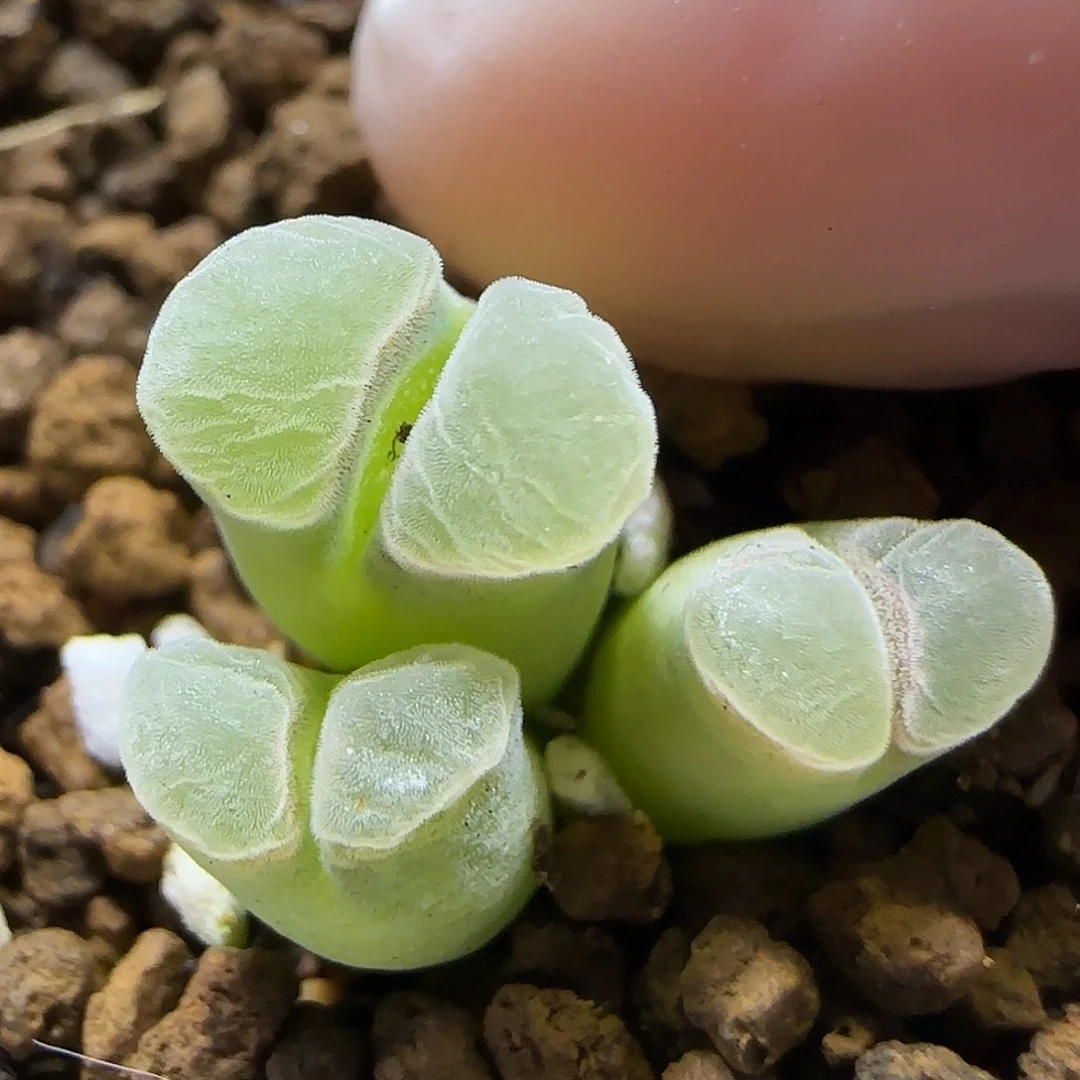 11.18   福利.84极窗。 5051