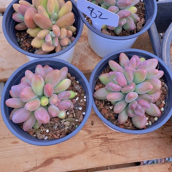 风**人你不去上班啦我想