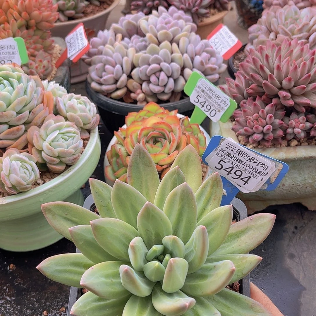 5494海洋之歌多肉植物