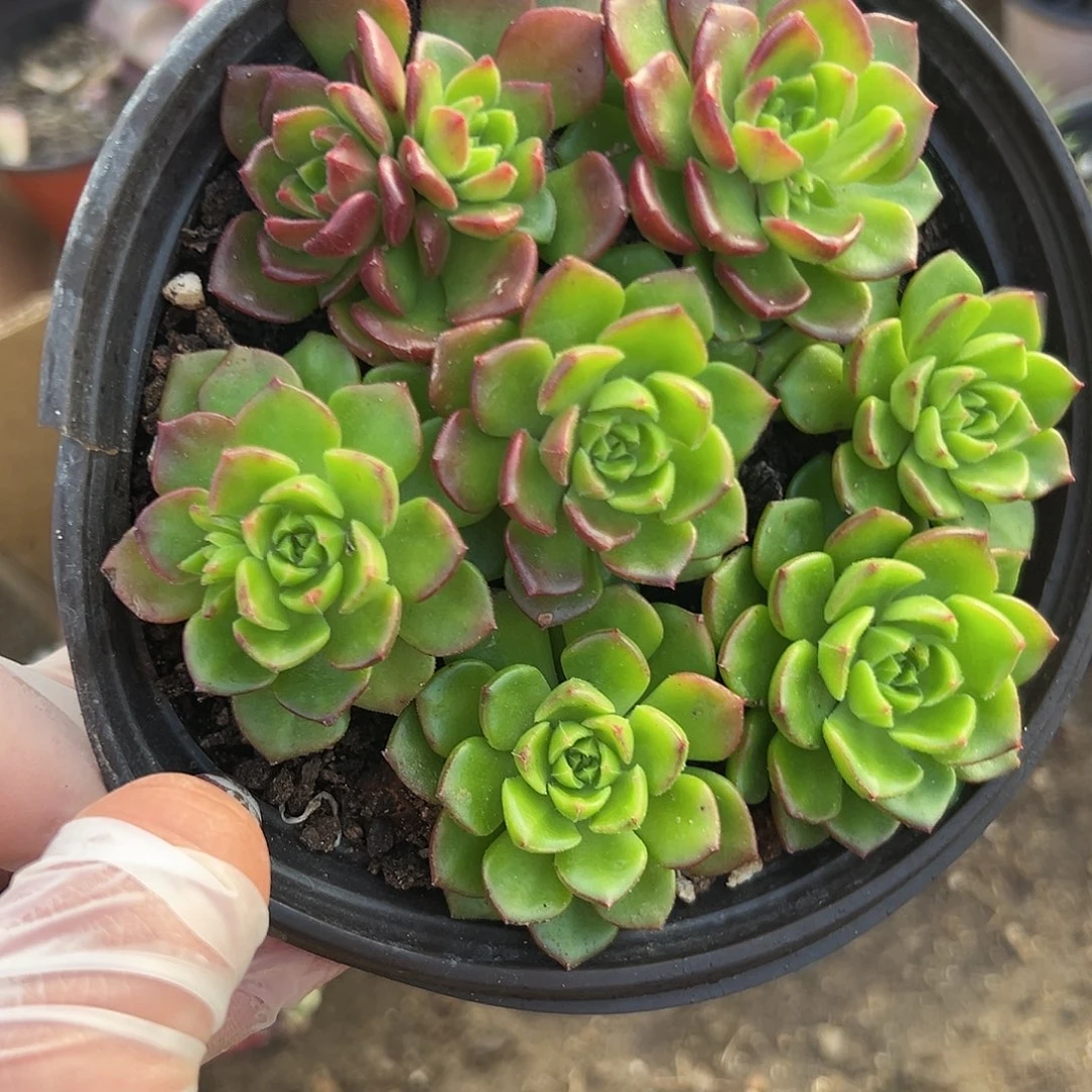 多肉植物多肉植物