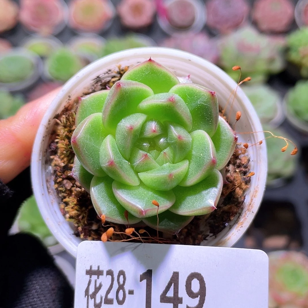 花利美28-149新品珍妮