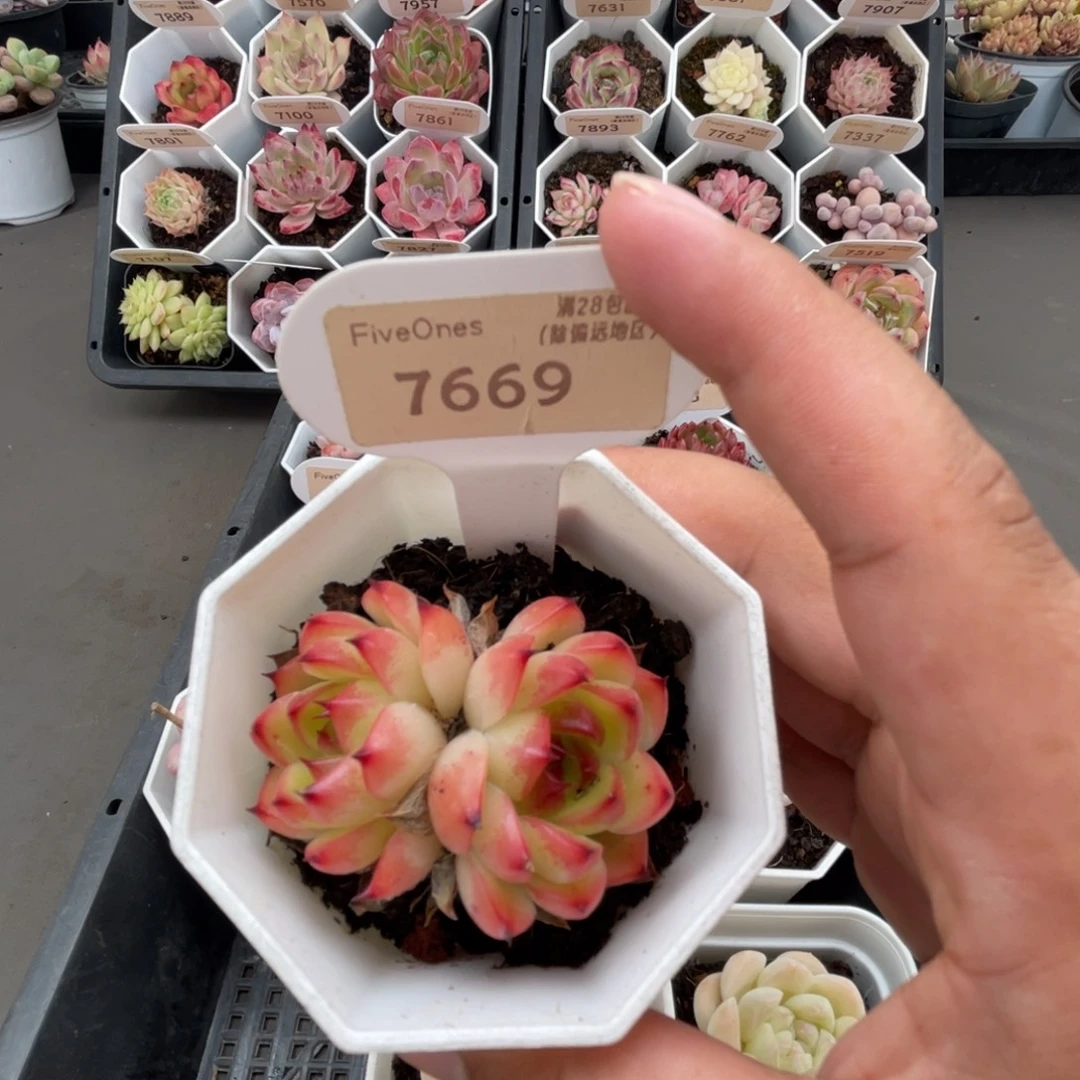 7669月亮石4.5厘米
