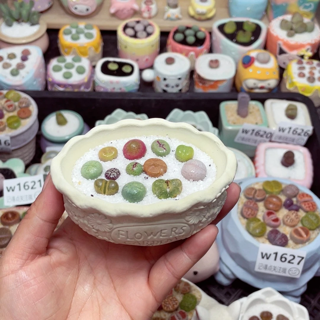 w1636 -零下地区拍保温箱-15支持寄养