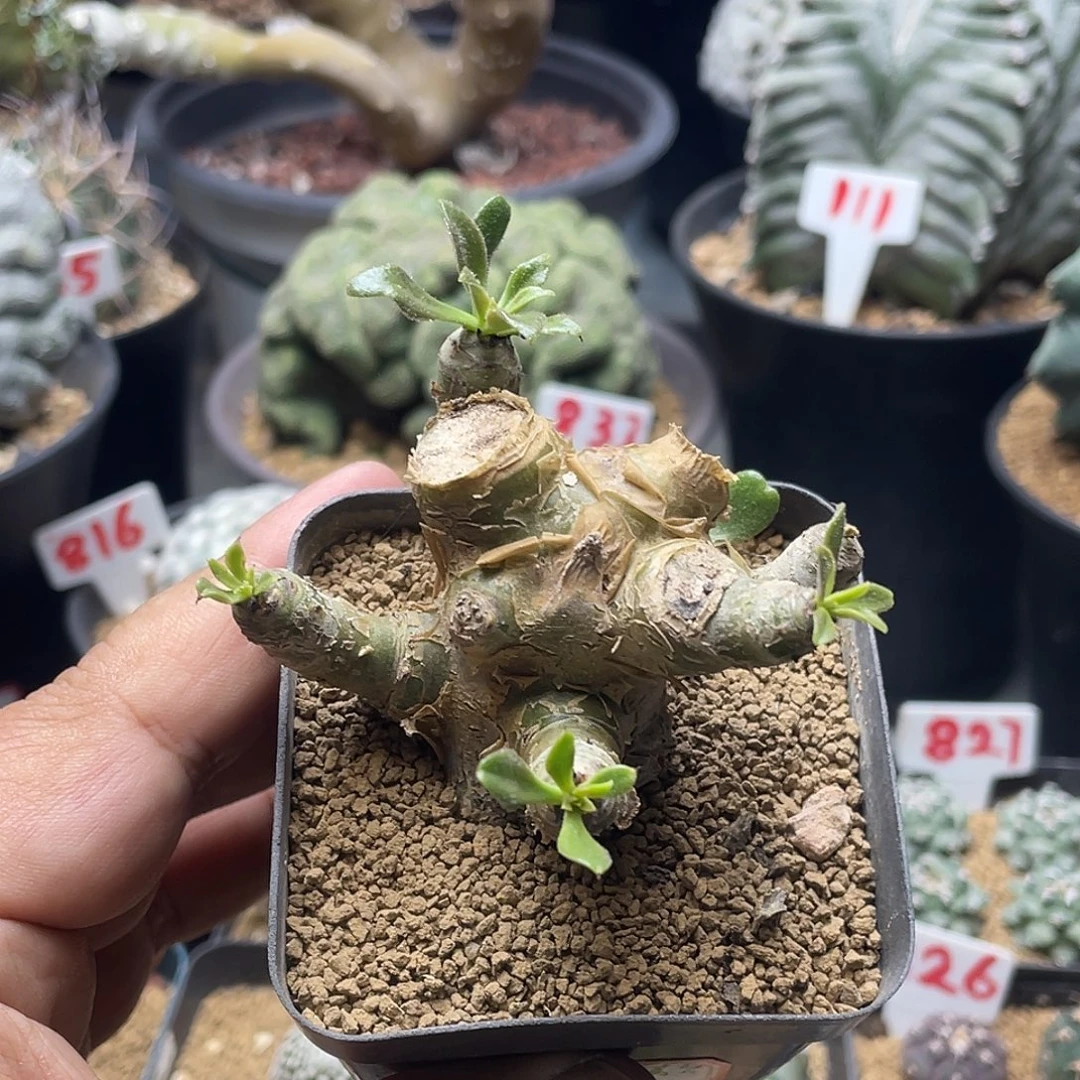 毛叶阿房宫奇峰锦属