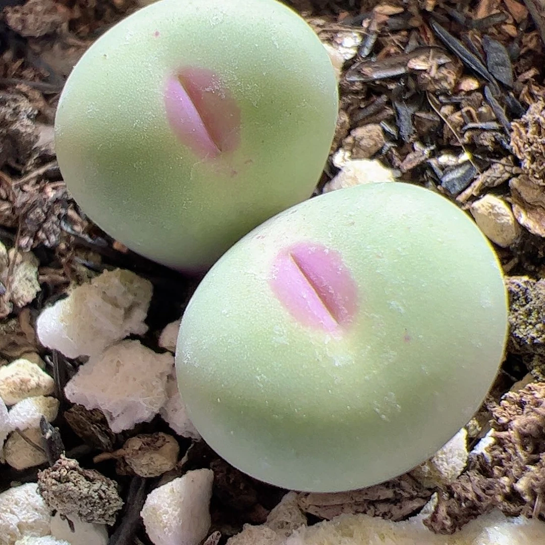 【闪购商品】133 红嘴