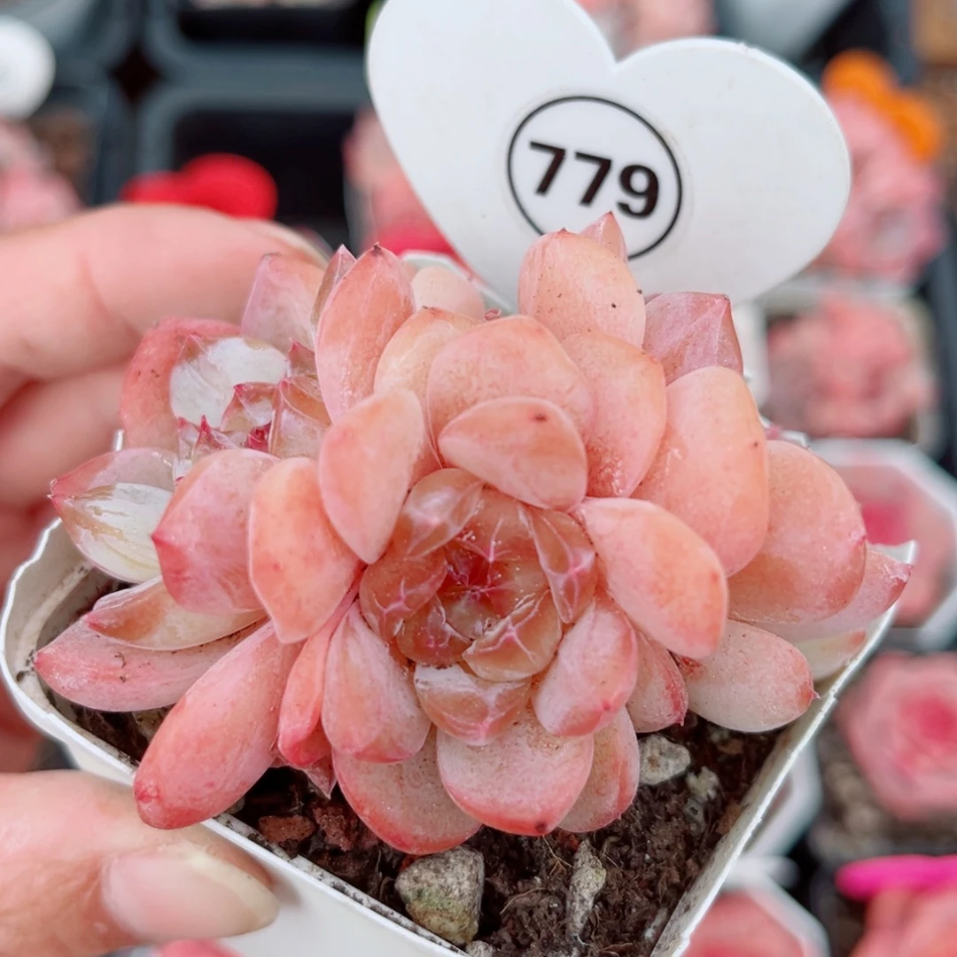 779号小老桩糖心群