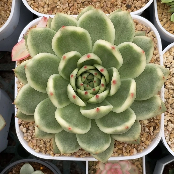 摩根锦一物一拍锦龙