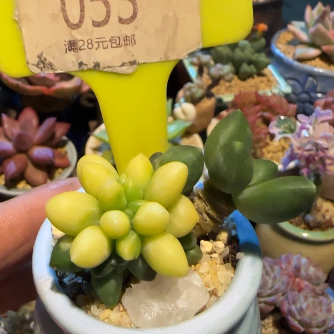 3***号多肉植物星空美容绘画