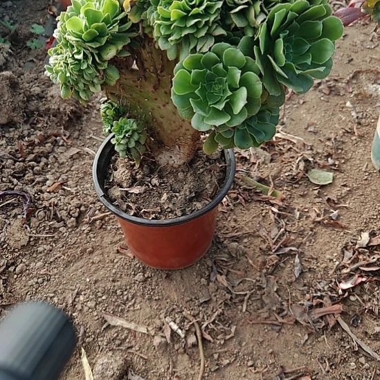 绿羊绒缀加急法师4