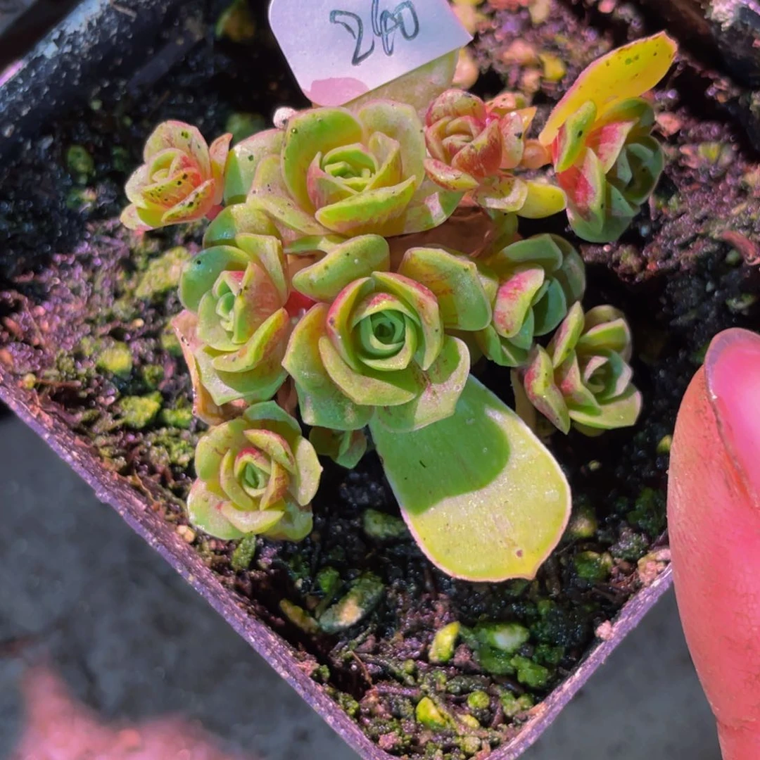 街**排樱桃朵朵小群240多肉植物山地玫瑰