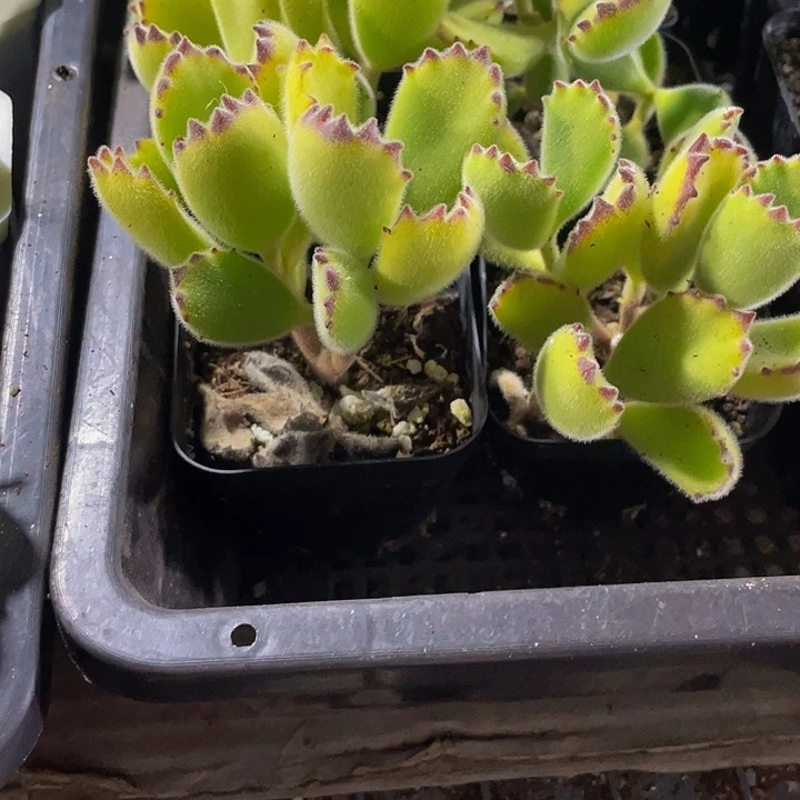 大绿熊带盆土发货