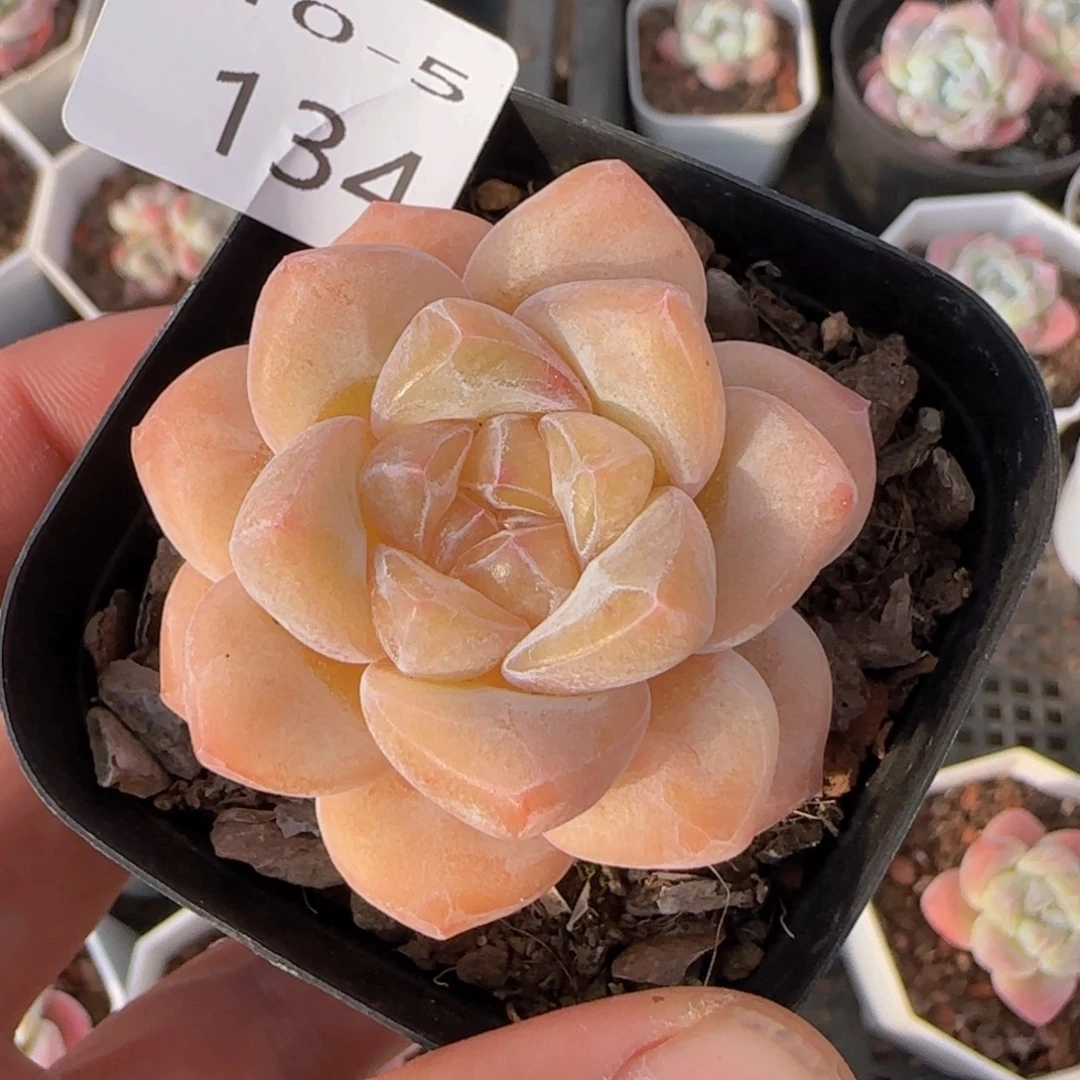 水晶鞋单头一颗脱土