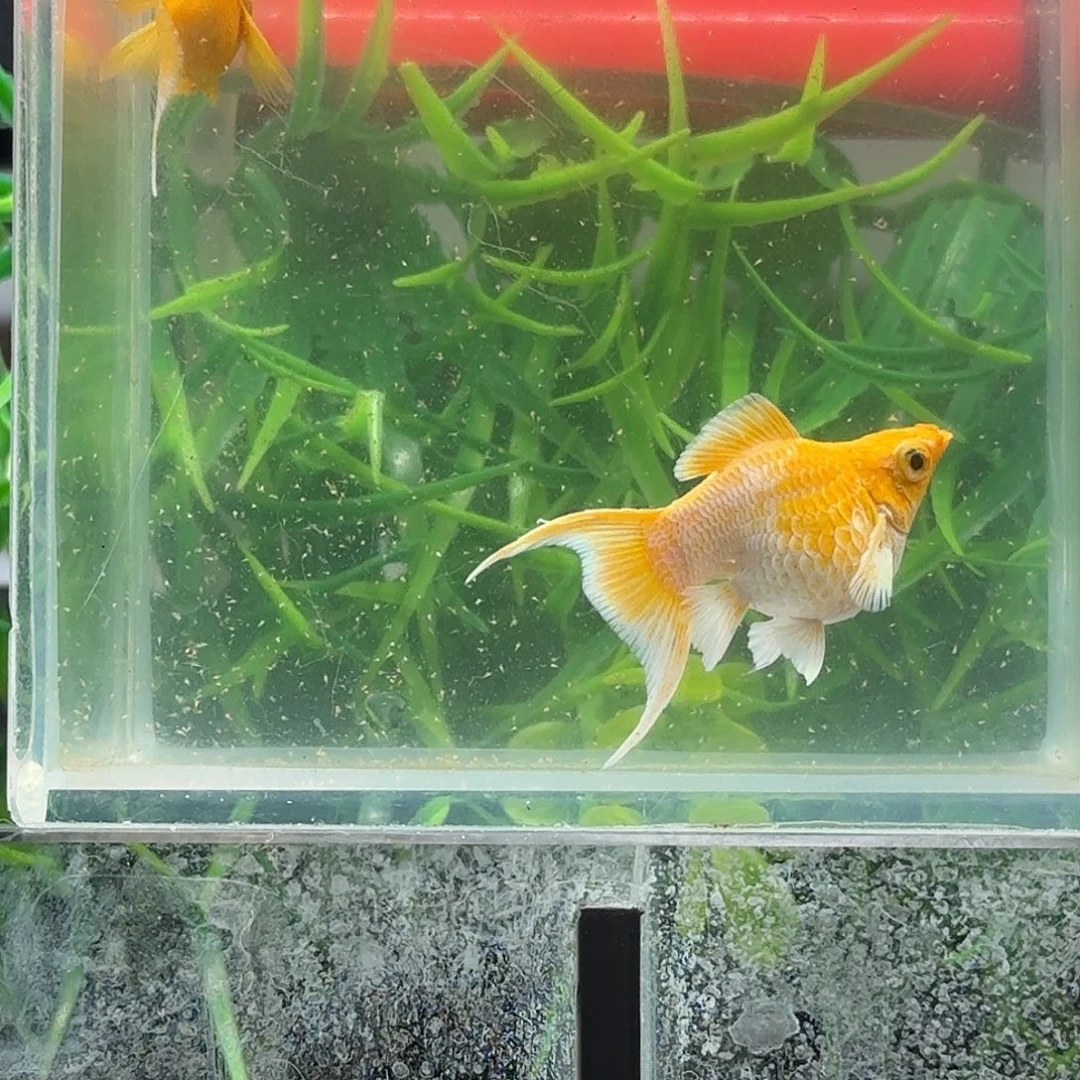 孔雀鱼黄金玛丽球一对