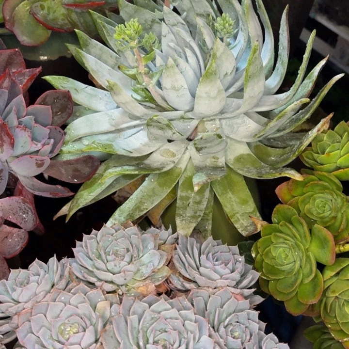 熊****老桩精品肉肉雪山