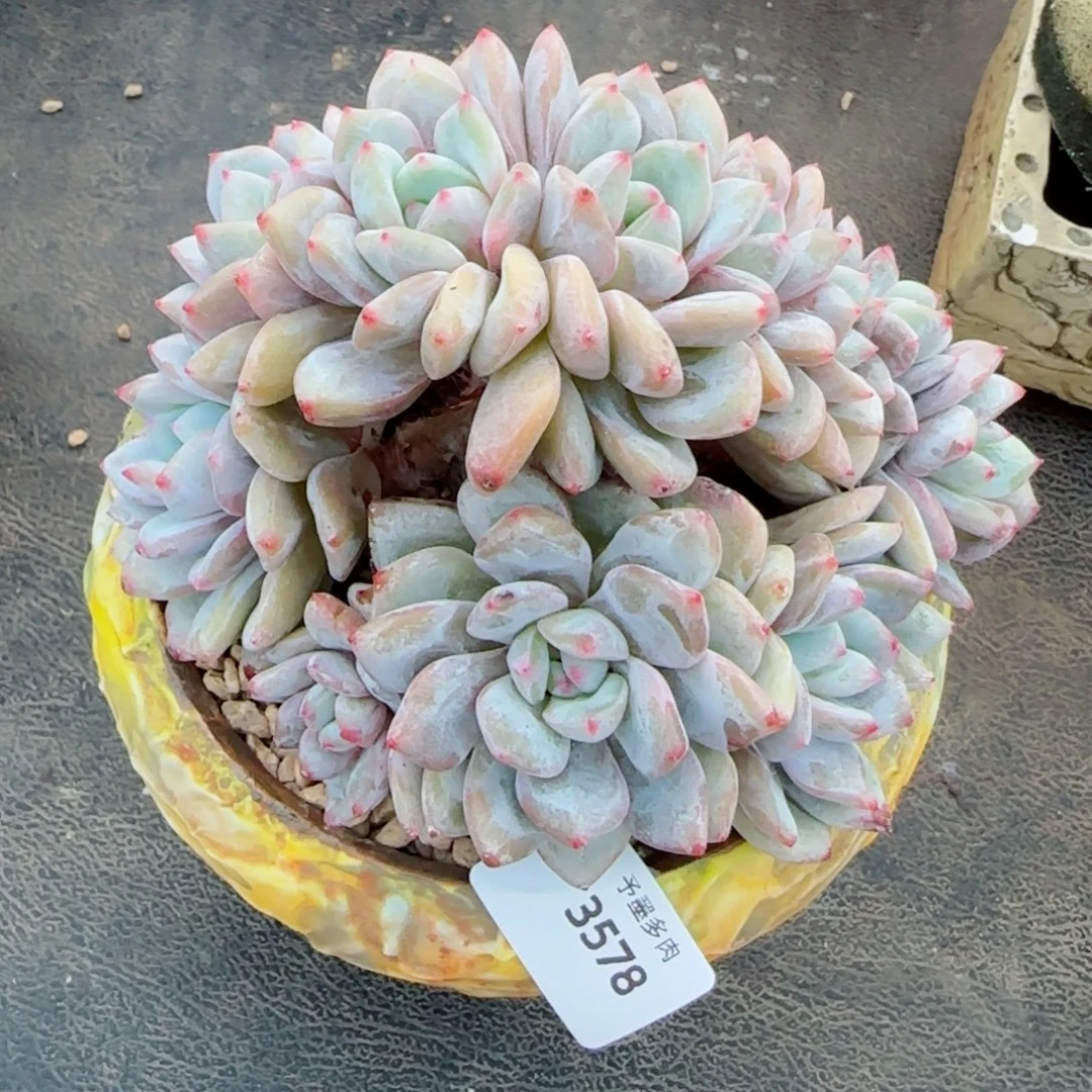 星影小树，3578多肉植物