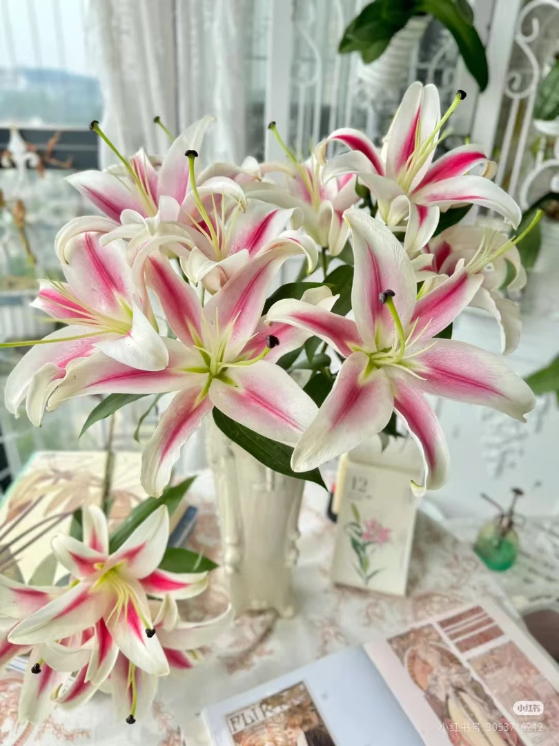 云南基地直发香水百合糖果俱乐部花束水养鲜花家用插花