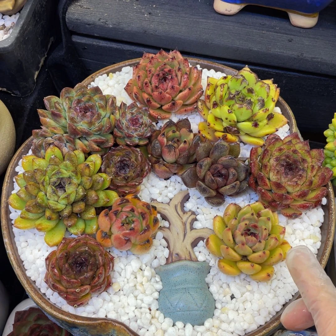 多肉植物盆栽多肉植物