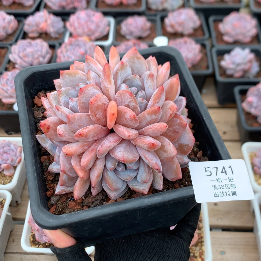 11厘米六头胸花星影朵朵 无砍  5741