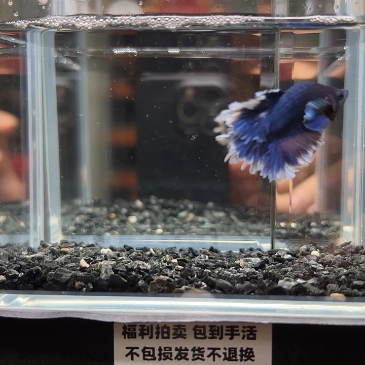 斗鱼竞拍跑单拉黑23日93